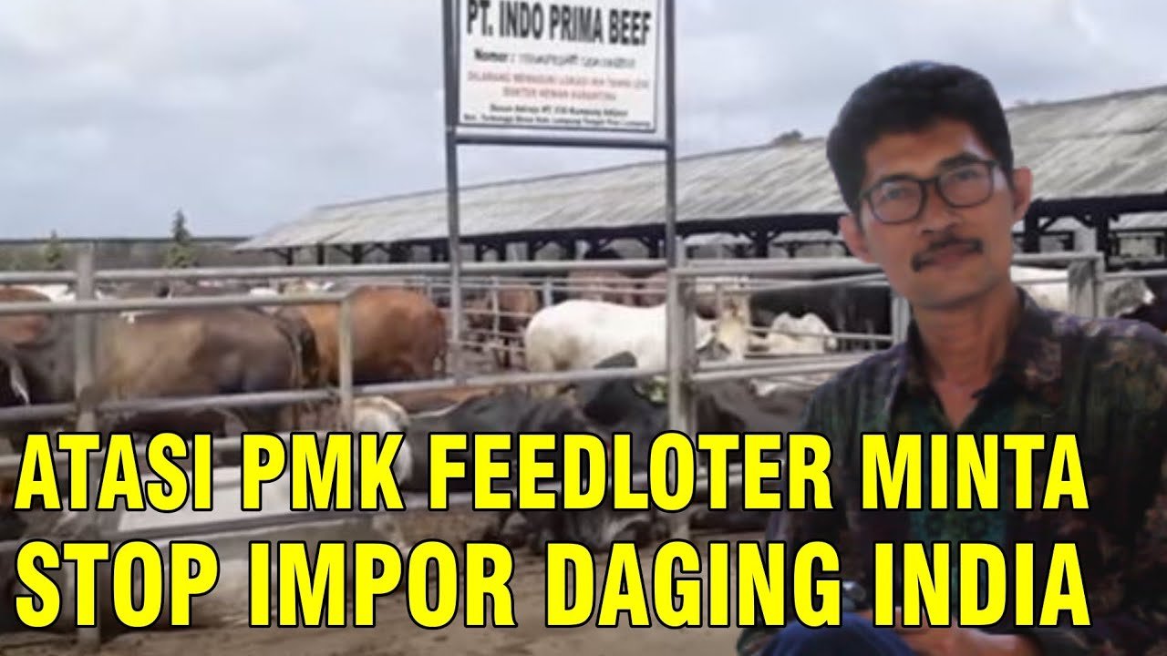 
                                 Feedloter-Sapi-Menghadapi-PMK